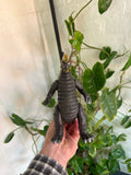 Vintage 1988 Bandai Kaiju Monster Ultraman Toy