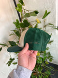 Pre-Loved Guinness Trucker Hat