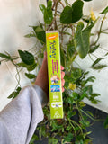Vintage 1996 Nickelodeon Rugrats VHS Video Tape