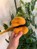 Vintage 1984 Summer Olympics New Zealand Olympic Team Kiwi Bird Mascot Toy