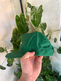 Vintage 90s Wallaby Bus Charters Hat