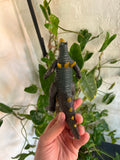 Vintage 1988 Bandai Kaiju Monster Ultraman Toy